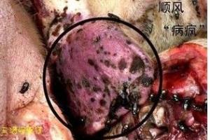 辨别病死猪肉的一些方法分享.