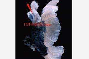 钉钉报销流程怎么走.