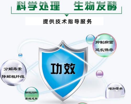 羊怎么吃粗饲料