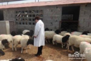 羊怎么吃粗饲料.