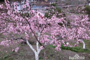 3月到炎陵赏桃花自驾游.