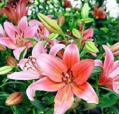 王百合怎样栽培与养护
