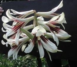 王百合怎样栽培与养护