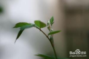 蔷薇花发芽死尖了还能开花吗？.