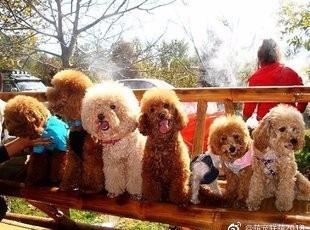 泰迪不爱吃狗粮怎么办