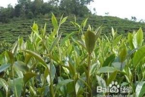 茶叶的化学元素及其作用.