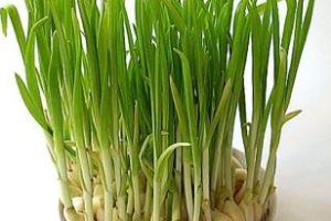 适合家中种植食用或美化环境的蔬菜.
