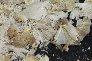 犀角粉食用方法.