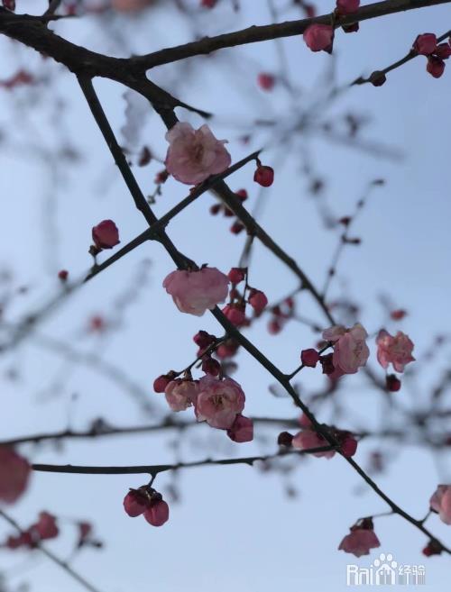 圣诞节怎样发朋友圈