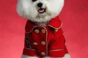 比熊与贵宾犬及西高地白梗的区别.