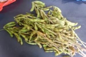 盐水毛豆是怎么做的.