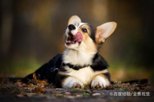 如何知道柯基认了主人？.
