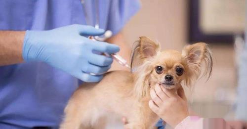 狗挑食不吃狗粮怎么办