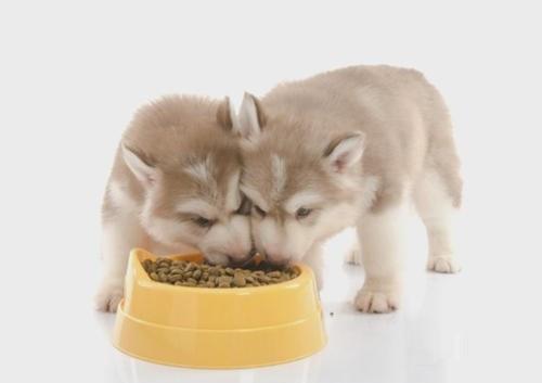 狗挑食不吃狗粮怎么办