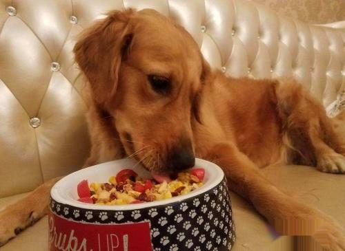 狗挑食不吃狗粮怎么办