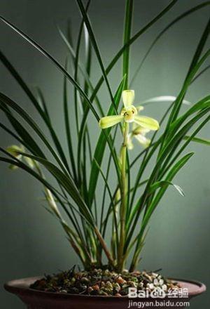 兰花种植方法步骤图解