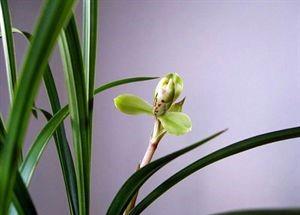 兰花种植方法步骤图解
