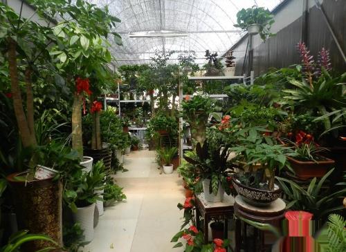 兰花种植方法步骤图解