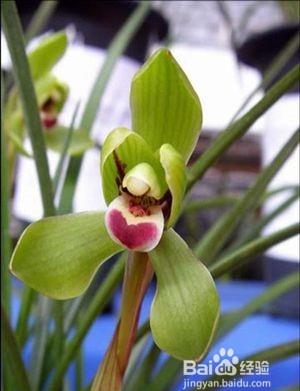 兰花种植方法步骤图解