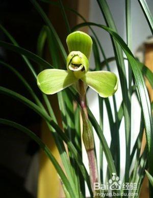 兰花种植方法步骤图解