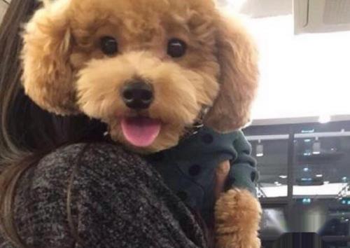 怎样养好泰迪狗