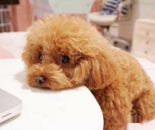 怎样养好泰迪狗