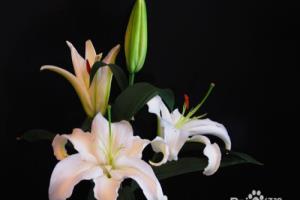 百合都发芽了怎么过冬.