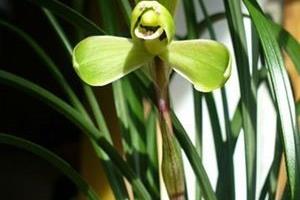 兰花种植方法步骤图解.