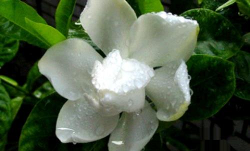 栀子花叶子发黄怎么办