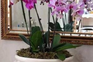 水苔养蝴蝶兰的方法.