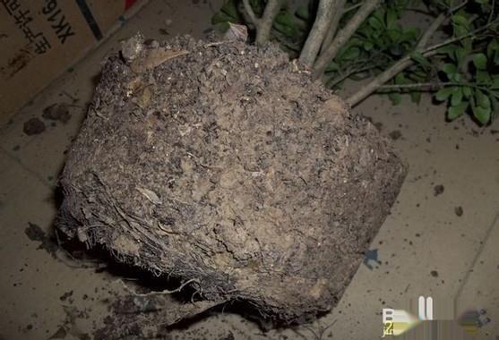 怎么给米兰花换盆
