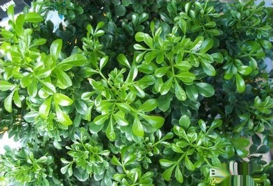 怎么给米兰花换盆