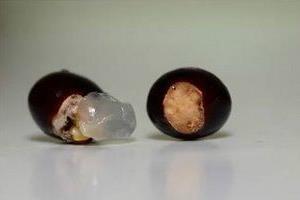 不花钱种龙眼.