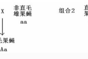 “一代杂交实验”与“一次杂交实验”的区别.