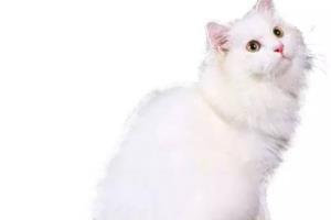 猫有什么品种.