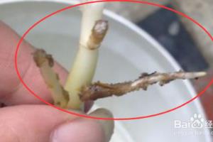 水培绿萝怎么养.
