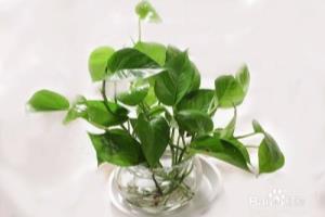 水培绿萝的养护方法.