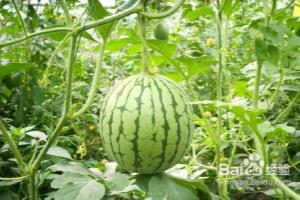 6款西瓜食谱一周轻松减八斤.