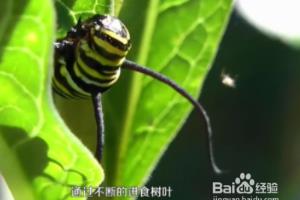 蝴蝶是怎么变成的？.