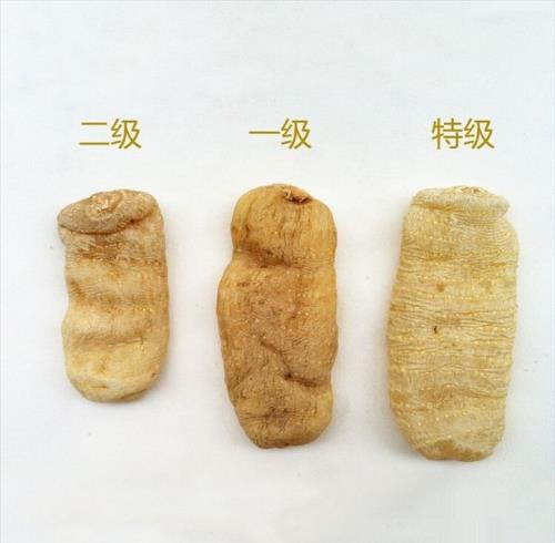 天麻种植应注意的几个问题