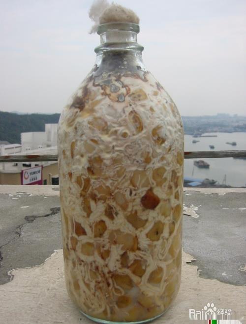 天麻种植应注意的几个问题