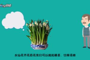 水仙花开花后怎么处理.