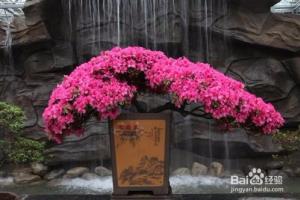 怎么挑选花卉怎么移栽花盆种植.