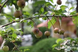 哺乳期、宝宝能吃海棠果吗.
