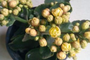 怎样种植长寿花.