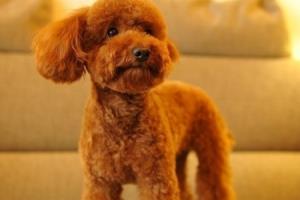 生活中常见的八个狗狗品种（小体型犬）.
