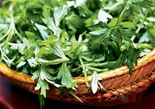 哪些植物可以驱蚊?