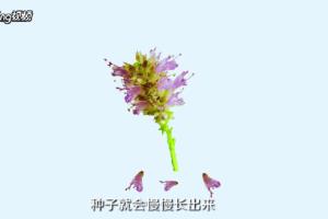 薄荷开花后怎么采集收获薄荷种子.