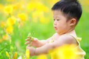 怀孕了菊花茶能不能喝呢？.