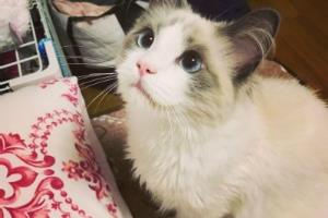 猫咪很敏感不喜欢社交怎么办？.